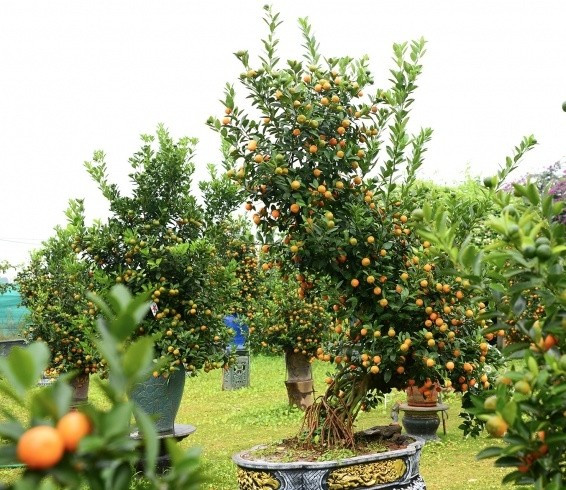 Cây quất tạo thế ôm đá. Ảnh: Suckhoedoisong