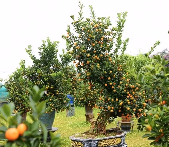 Cây quất tạo thế ôm đá. Ảnh: Suckhoedoisong