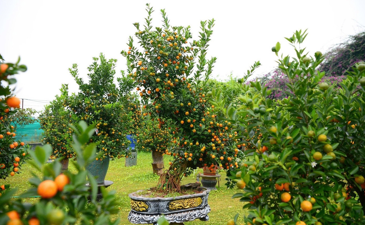 Quất mộc căn nổi bật với phần rễ lộ thiên được nghệ nhân uốn nắn để trở thành điểm nhấn. Ảnh: Tiền phong