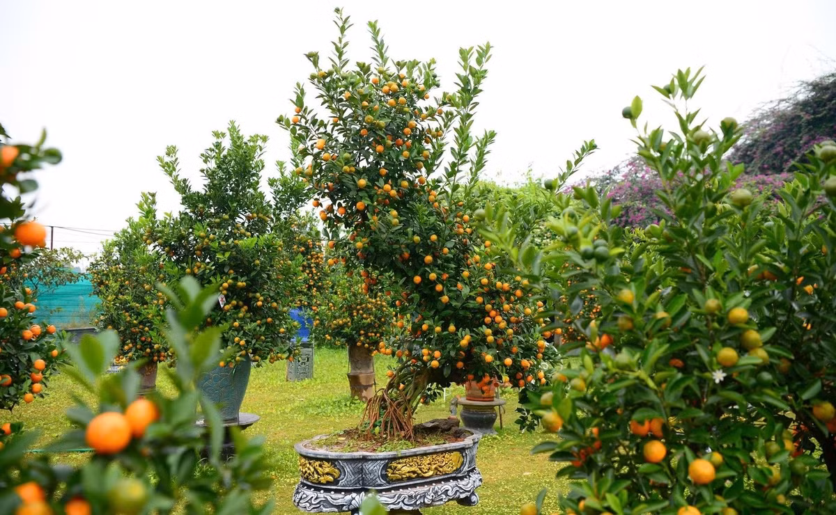 Quất mộc căn nổi bật với phần rễ lộ thiên được nghệ nhân uốn nắn để trở thành điểm nhấn. Ảnh: Tiền phong