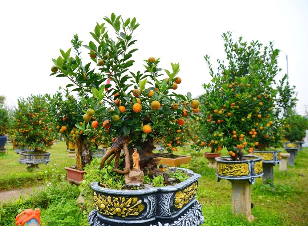 Bên cạnh quất bình, quất gỗ lũa...năm nay quất mộc căn được nhiều khách hàng quan tâm nhờ dáng vẻ độc đáo. Ảnh: Baovanhoa