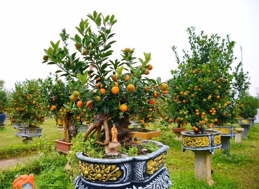 Bên cạnh quất bình, quất gỗ lũa...năm nay quất mộc căn được nhiều khách hàng quan tâm nhờ dáng vẻ độc đáo. Ảnh: Baovanhoa