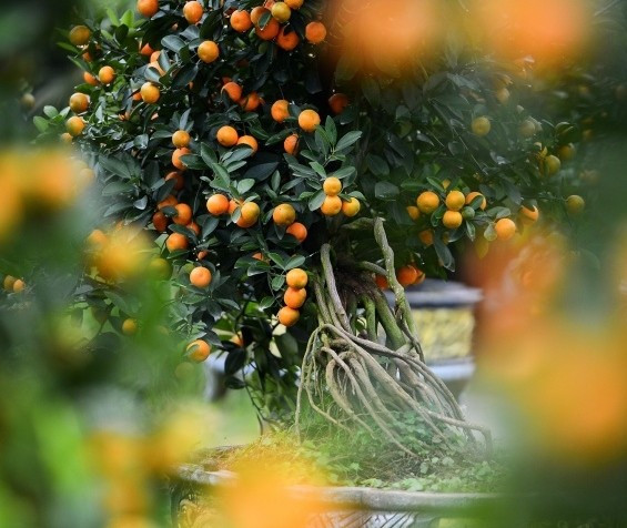 Bộ rễ lộ thiên đan chằng như "bệ đỡ" nâng toàn bộ dáng cây, tạo cảm giác gân guốc. Ảnh: Suckhoedoisong