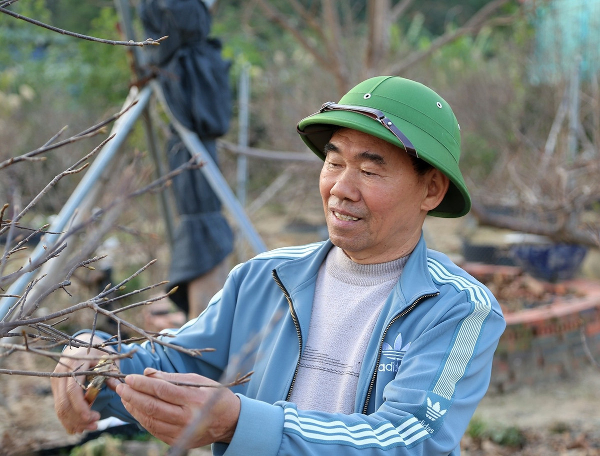 Gia đình ông Phạm Khắc Huyến là một trong những hộ dân trồng mai vàng Yên Tử lâu năm tại khu Tây Sơn, phường Bình Khê, tỉnh Quảng Ninh. Ảnh: Vietnamnet