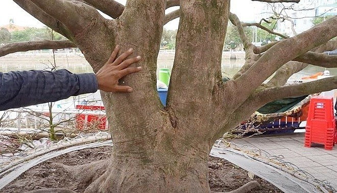 Dáng thế độc lạ của cây mai cổ thụ. Ảnh: Thuonghieusanpham