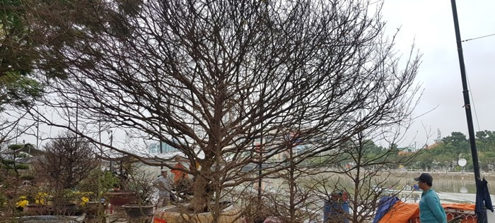 Cây mai cổ có chiều cao khoảng 7m, rộng 1m33, tán rộng đều. Ảnh: Thuonghieusanpham