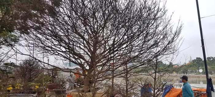 Cây mai cổ có chiều cao khoảng 7m, rộng 1m33, tán rộng đều. Ảnh: Thuonghieusanpham