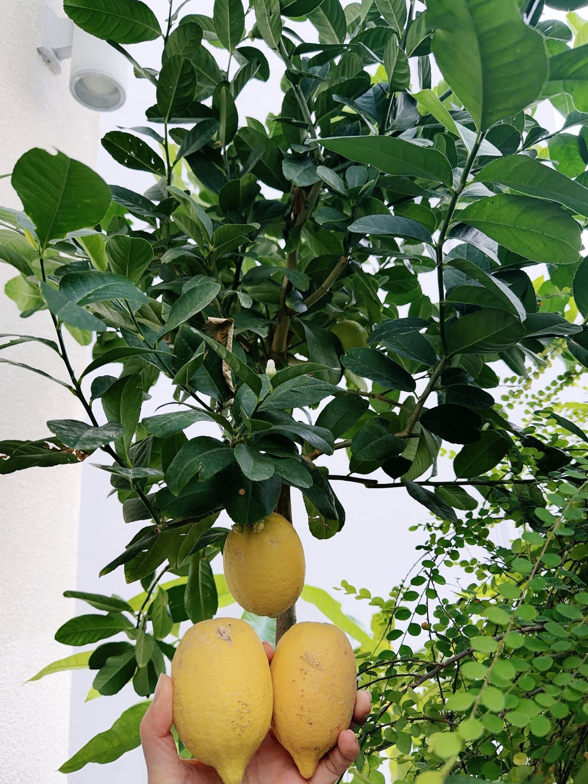 View - Bên trong biệt thự 1.000m2 đón Tết của Hoa hậu Giáng My | Báo Tri thức và Cuộc sống - TIN TỨC PHỔ BIẾN KIẾN THỨC 24H