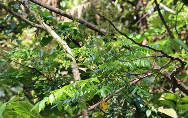 Do mức giá cao nên nhiều người dân đổ xô vào rừng tìm kiếm. Vì vậy, cơ quan chức năng phải tăng cường tuần tra, kiểm soát, nhằm ngăn chặn hành vi phá rừng và buôn bán lâm sản trái phép. Ảnh: Thuviengo