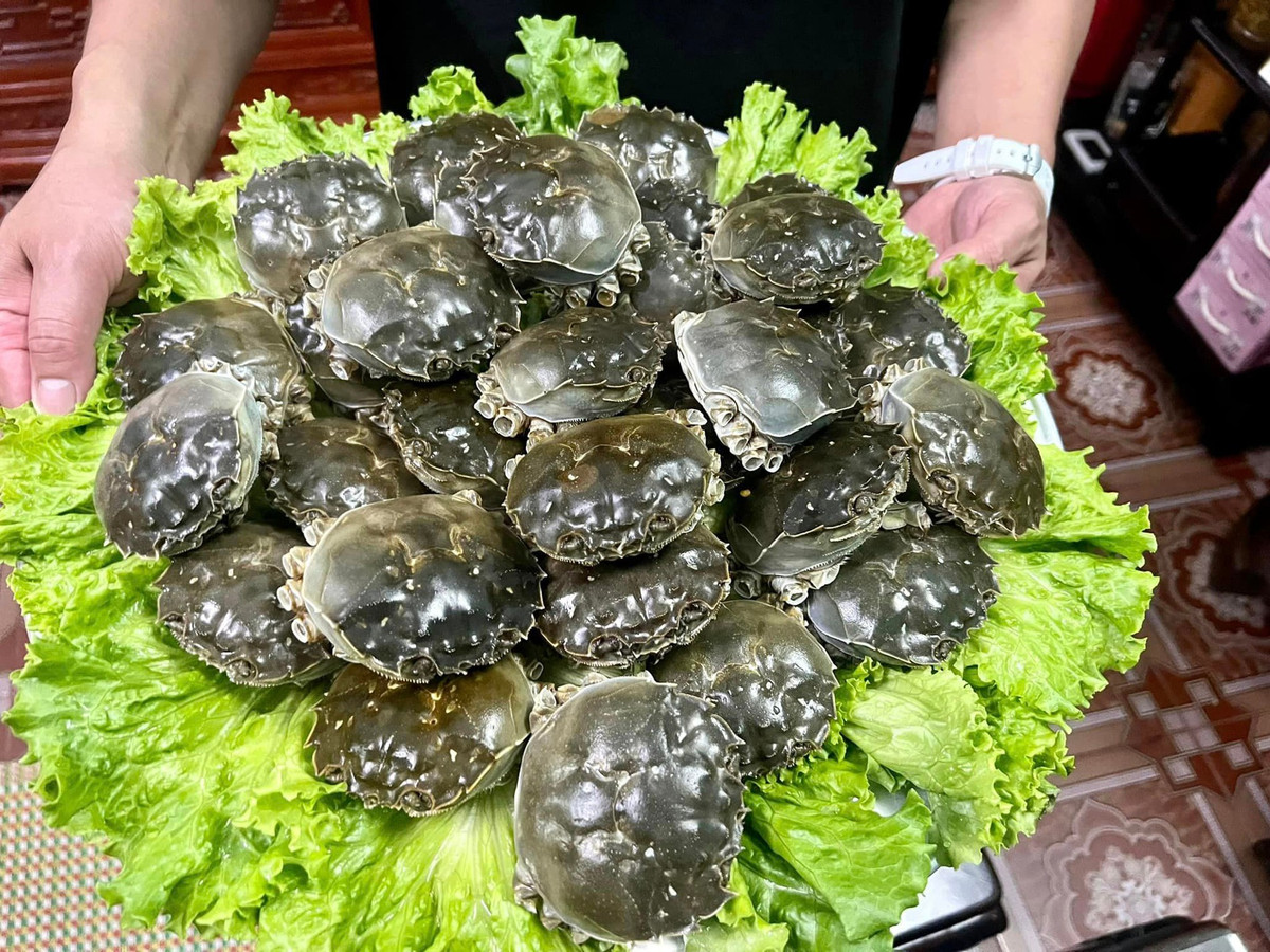View - Loại cua quý hiếm ngon hơn ghẹ, 600.000 đồng/kg vẫn khó mua | Báo Tri thức và Cuộc sống - TIN TỨC PHỔ BIẾN KIẾN THỨC 24H