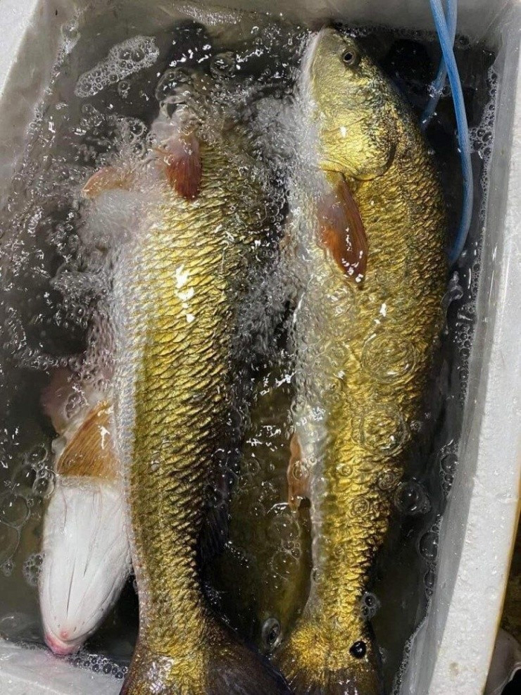 Để bảo vệ cá sủ vàng, các chuyên gia cho rằng cần có các biện pháp kiểm soát khai thác chặt chẽ hơn, đồng thời nâng cao nhận thức cộng đồng về giá trị sinh thái của loài cá này. Ảnh: Internet