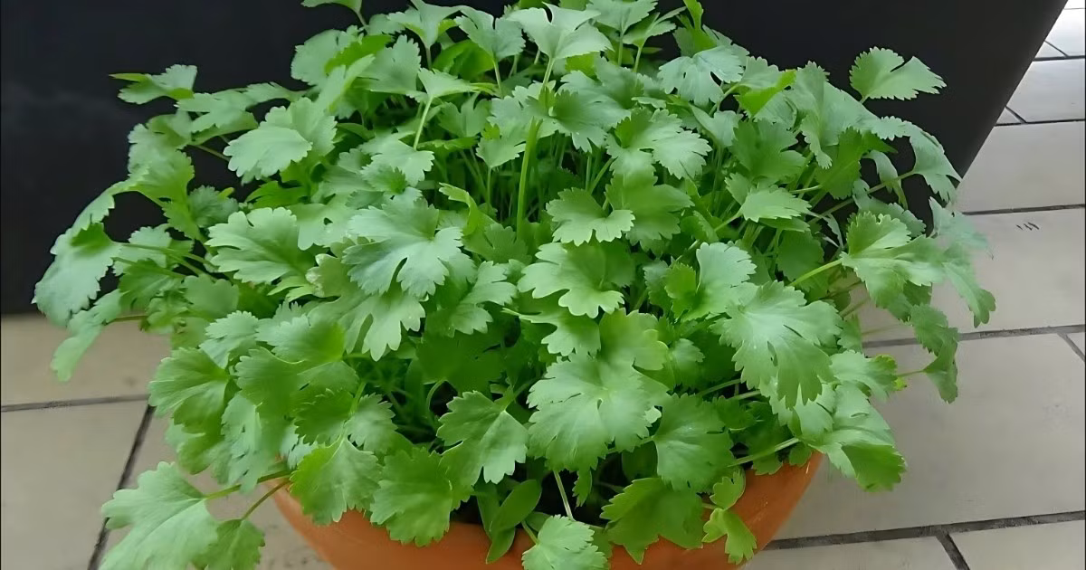 Ít ai biết rau mùi cũng có tác dụng đuổi muỗi, côn trùng nhỏ như kiến, ruồi giấm. Ảnh: Internet