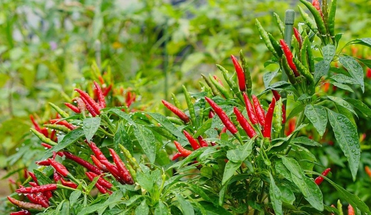 Các giống ớt được ưa chuộng gồm ớt chỉ thiên và ớt hiểm. Đây là những loại có độ cay cao và hương vị đậm, phù hợp với nhu cầu chế biến. Ảnh: Internet