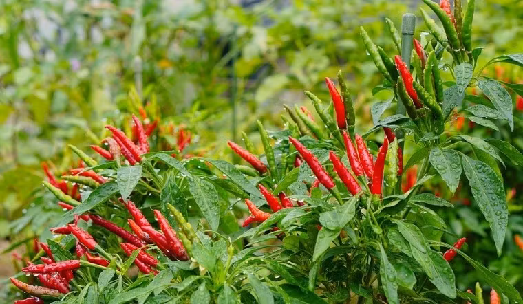 Các giống ớt được ưa chuộng gồm ớt chỉ thiên và ớt hiểm. Đây là những loại có độ cay cao và hương vị đậm, phù hợp với nhu cầu chế biến. Ảnh: Internet