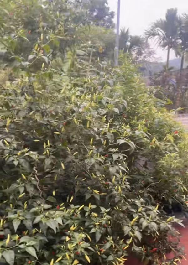 Cây ớt của hàng xóm người quay video. Người này tiết lộ lùm cây ớt có 3 gốc, tự mọc, tự lớn mà không cần chăm bẵm hay bón phân. Ảnh chụp màn hình @linhnhi1518