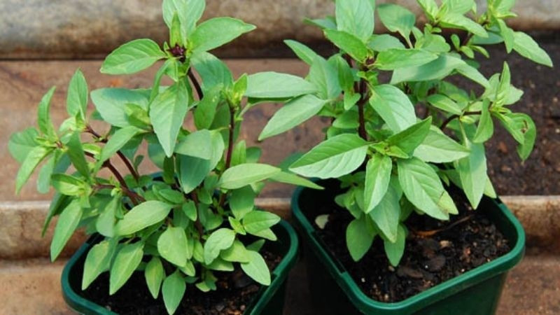 Cây húng quế dễ trồng trong chậu nhỏ, thích hợp đặt gần cửa sổ bếp để nhận ánh sáng. Ảnh: Internet