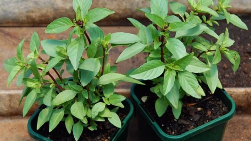 Cây húng quế dễ trồng trong chậu nhỏ, thích hợp đặt gần cửa sổ bếp để nhận ánh sáng. Ảnh: Internet