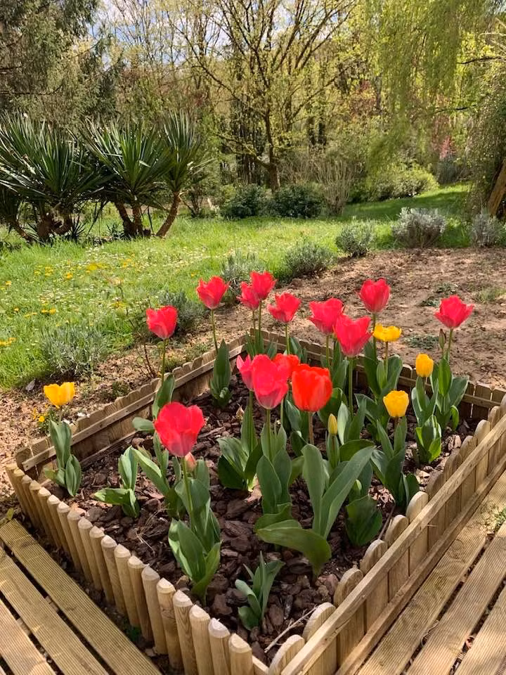 Từng khóm hoa đua nhau khoe sắc. Ảnh: FB Tran Le Vi Levi