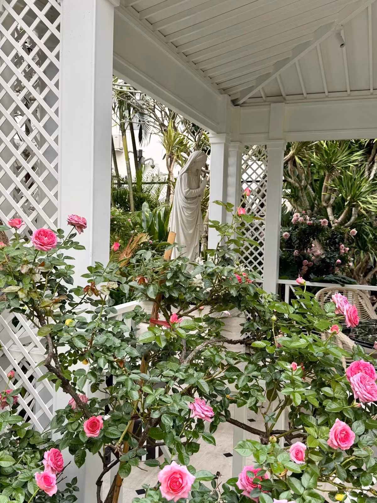 Hoa hồng nở to, đẹp rực rỡ. Ảnh: FBNV