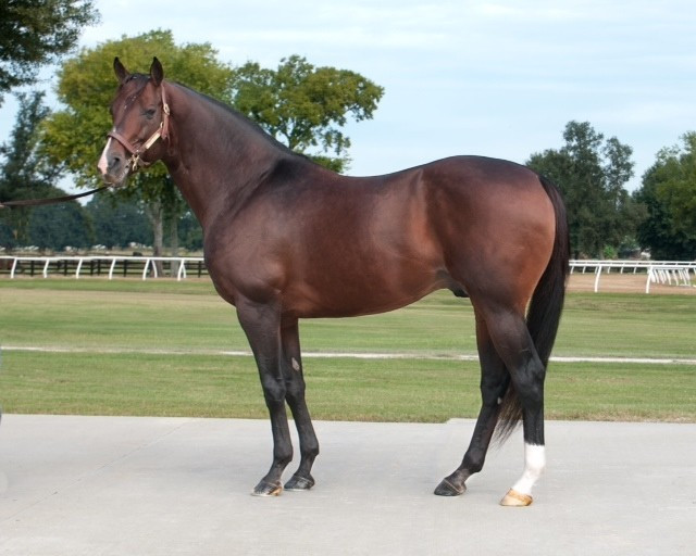 Những năm đầu, Fusaichi Pegasus có thể phối giống tới 200 con ngựa cái mỗi mùa. Chỉ trong 4 mùa phối giống đầu, Fusaichi Pegasus đã tạo ra khoảng 724 con ngựa con, mang về gần 87 triệu USD tiền phối giống. Ảnh: American Racehorse