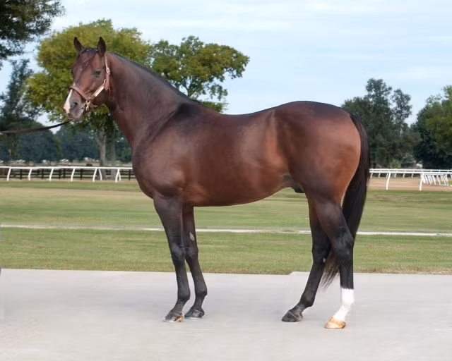 Những năm đầu, Fusaichi Pegasus có thể phối giống tới 200 con ngựa cái mỗi mùa. Chỉ trong 4 mùa phối giống đầu, Fusaichi Pegasus đã tạo ra khoảng 724 con ngựa con, mang về gần 87 triệu USD tiền phối giống. Ảnh: American Racehorse