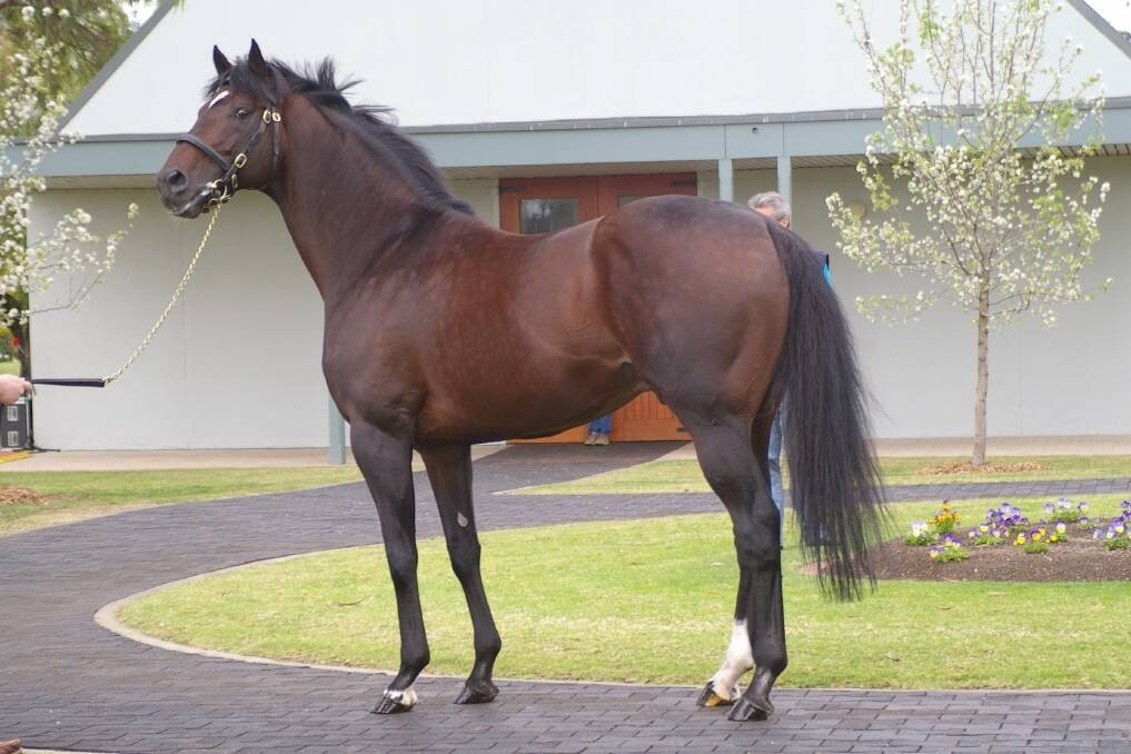 Với những thành tích này, Fusaichi Pegasus được mệnh danh là huyền thoại của làng đua ngựa. Ảnh: The Land