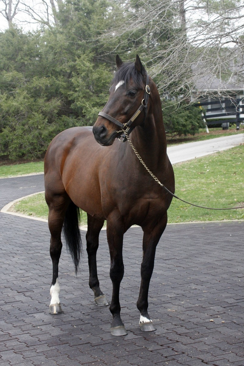 Khi bắt đầu làm ngựa giống vào năm 2001, Fusaichi Pegasus có chi phí phối giống khoảng 150.000 USD cho mỗi ngựa con được sinh ra. Ảnh: eBay