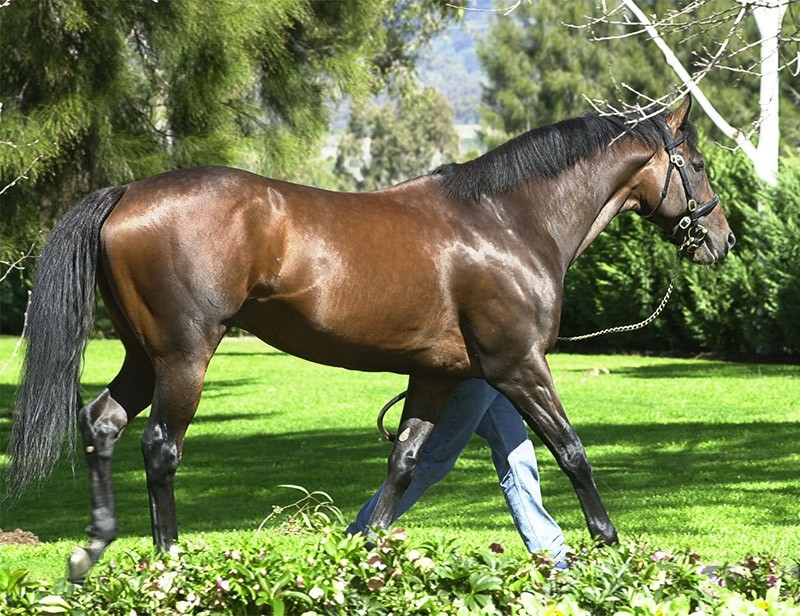 Dòng dõi của chú ngựa non này là sự kết hợp đáng kinh ngạc giữa tốc độ, sức bền và đẳng cấp, những phẩm chất sẽ sớm được bộc lộ trên đường đua. Ảnh: Facebook