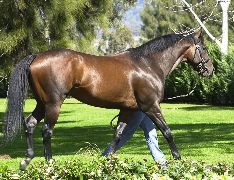 Dòng dõi của chú ngựa non này là sự kết hợp đáng kinh ngạc giữa tốc độ, sức bền và đẳng cấp, những phẩm chất sẽ sớm được bộc lộ trên đường đua. Ảnh: Facebook
