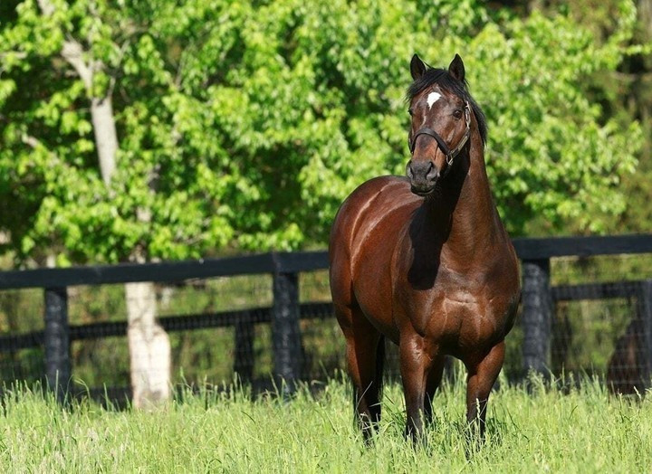 Tên của chú ngựa này là sự kết hợp giữa tên của chủ sở hữu – Fusao và từ tiếng Nhật “ichi” có nghĩa là số 1 hoặc tốt nhất, nửa tên sau bắt nguồn từ tên một con ngựa có cánh trong thần thoại Hy Lạp là Pegasus. Ảnh: Sothebysrealty