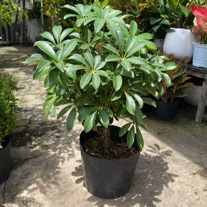 Theo quan niệm dân gian, ngũ gia bì có khả năng xua đuổi tà khí, mang lại sự ổn định và bình an cho gia chủ. Ảnh: Loving Tree