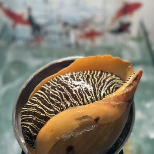 Ốc giác được ví như "lộc trời" bởi, để khai thác được ốc giác đòi hỏi kinh nghiệm và may mắn. Loài ốc này không xuất hiện quanh năm, cũng không tập trung thành số lượng lớn. Ảnh: Internet