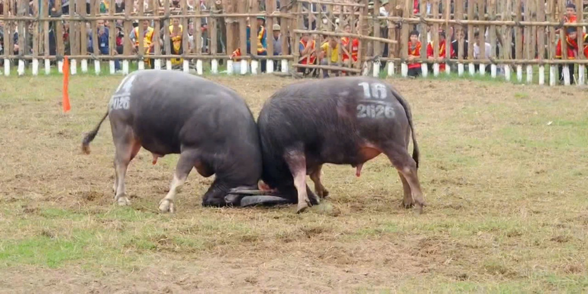 Trận chung kết diễn ra trong không khí sôi động với sự cổ vũ nồng nhiệt của người dân và du khách. Nhờ những miếng đánh hiểm hóc cùng sức bền vượt trội, trâu số 05 của thôn Trung Kiên đã xuất sắc vượt qua các đối thủ để giành giải Nhất, trâu số 18 của thôn Thống Nhất giành giải Nhì, trâu số 16 và 17 đồng giải Ba.