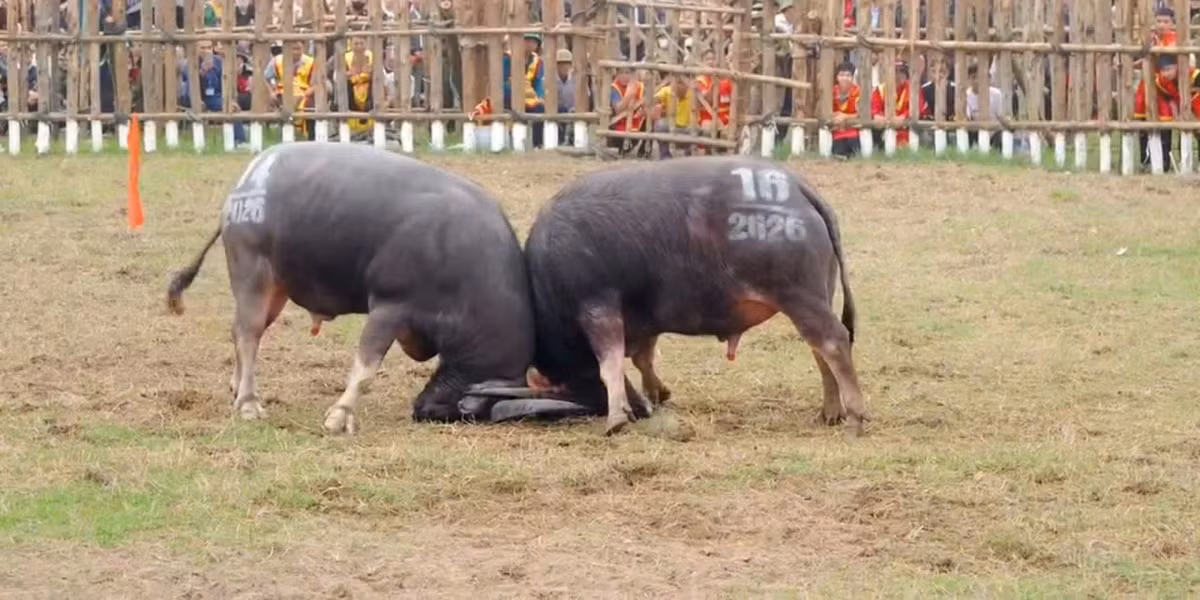 Trận chung kết diễn ra trong không khí sôi động với sự cổ vũ nồng nhiệt của người dân và du khách. Nhờ những miếng đánh hiểm hóc cùng sức bền vượt trội, trâu số 05 của thôn Trung Kiên đã xuất sắc vượt qua các đối thủ để giành giải Nhất, trâu số 18 của thôn Thống Nhất giành giải Nhì, trâu số 16 và 17 đồng giải Ba.