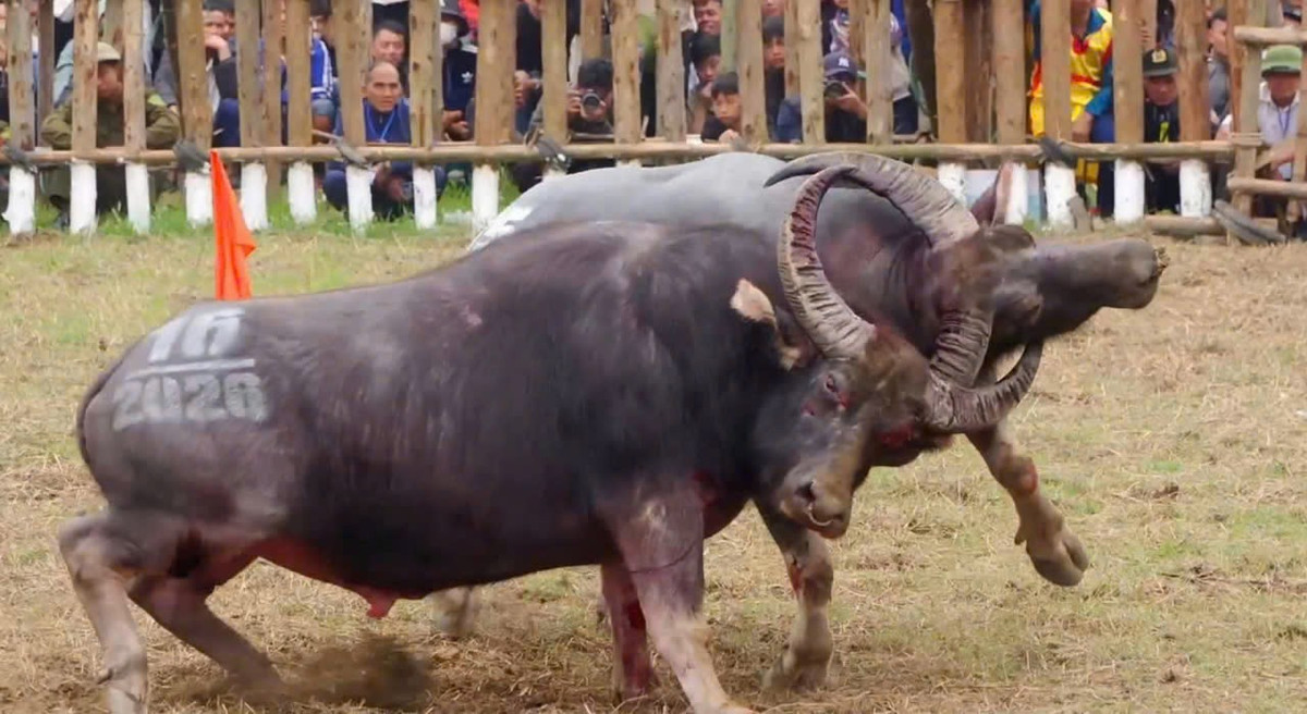 Ngày thi đấu thứ hai, 8 trâu chọi xuất sắc nhất tiếp tục tranh tài ở các trận bán kết. Sau những màn so tài quyết liệt, Ban Tổ chức đã chọn ra 4 trâu chọi vào chung kết, đó là Trâu số 05 của thôn Trung Kiên (chủ trâu là ông Hà Hữu Đức), trâu số 16 của Công ty Hải Đường Đỏ (chủ trâu là ông Hà Văn Hồng), trâu số 17 của thôn Tân Tiến (chủ trâu là ông Nguyễn Phúc Quyết) và trâu số 18 của thôn Thống Nhất (chủ trâu là ông Hà Văn Hiền).