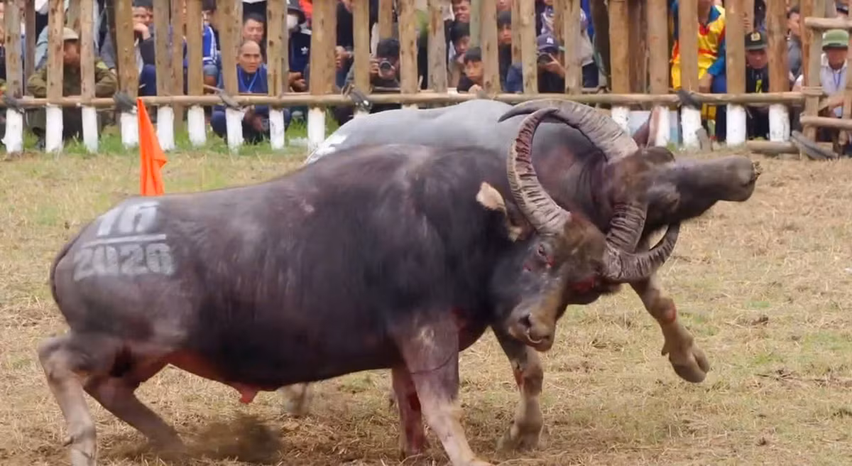 Ngày thi đấu thứ hai, 8 trâu chọi xuất sắc nhất tiếp tục tranh tài ở các trận bán kết. Sau những màn so tài quyết liệt, Ban Tổ chức đã chọn ra 4 trâu chọi vào chung kết, đó là Trâu số 05 của thôn Trung Kiên (chủ trâu là ông Hà Hữu Đức), trâu số 16 của Công ty Hải Đường Đỏ (chủ trâu là ông Hà Văn Hồng), trâu số 17 của thôn Tân Tiến (chủ trâu là ông Nguyễn Phúc Quyết) và trâu số 18 của thôn Thống Nhất (chủ trâu là ông Hà Văn Hiền).