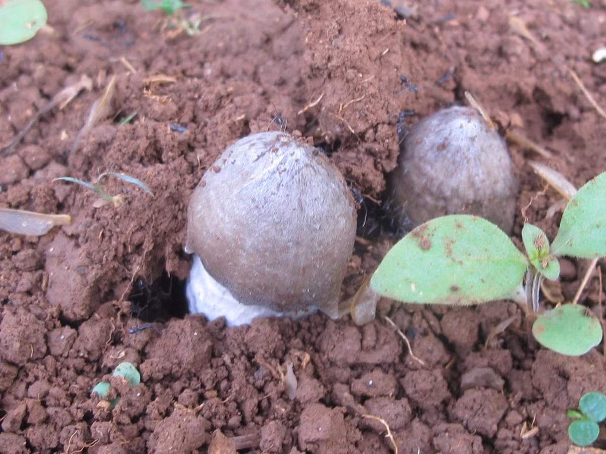 Tuy nhiên, tuổi thọ của nấm mối ngắn, chỉ vài tiếng sau khi nở là bắt đầu héo rũ, đổi màu, mất độ ngon và giá trị. Ảnh: Facebook