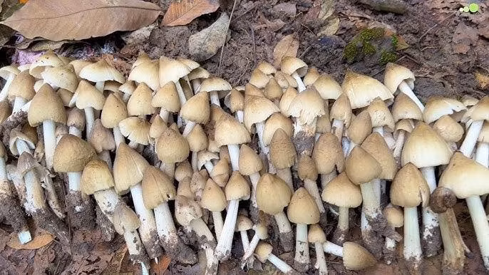 Đầu mùa, giá nấm mối dao động từ 400.000 - 600.000 đồng/kg, nhưng thời điểm khan hiếm có thể gần 1 triệu đồng/kg. Ảnh: Facebook