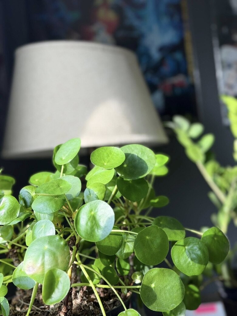 Từ trong ra ngoài, căn nhà ngập tràn hoa lá và cây xanh. Ảnh: FB Kim Hien