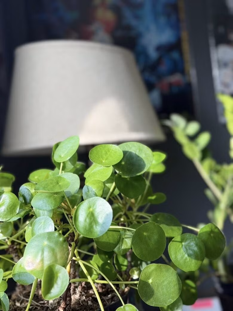 Từ trong ra ngoài, căn nhà ngập tràn hoa lá và cây xanh. Ảnh: FB Kim Hien