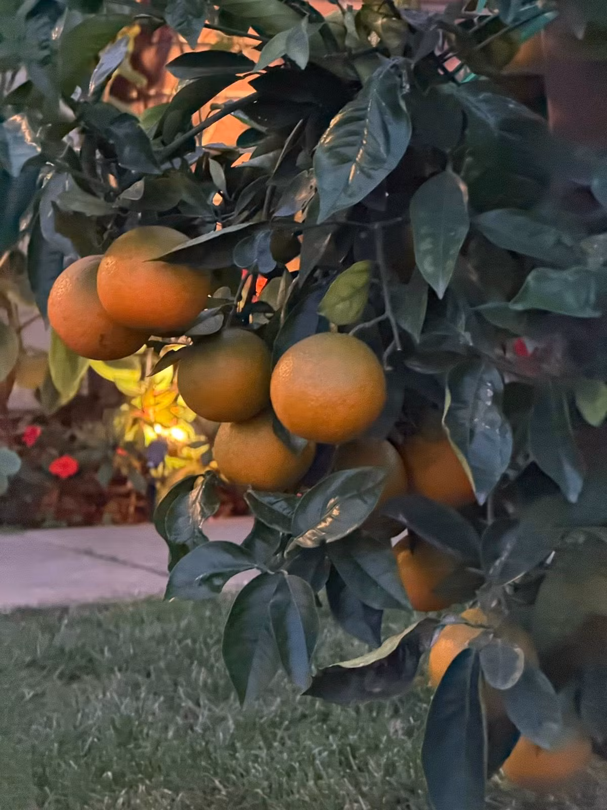 Ngoài ra, cây ăn trái cũng trĩu cành. Ảnh: FB Kim Hien