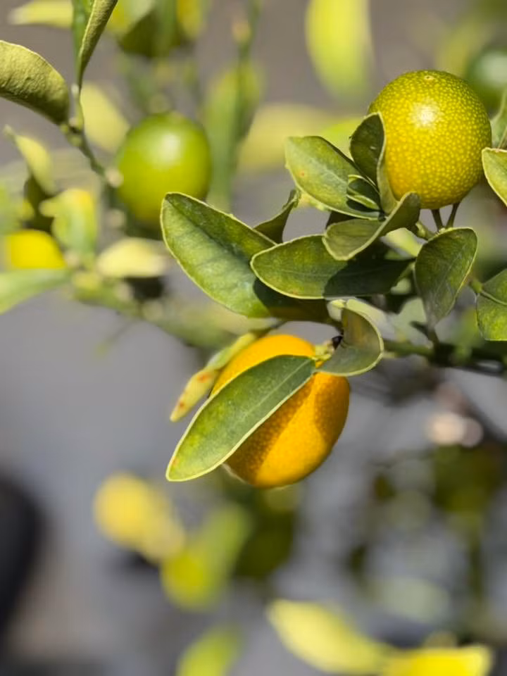 Trái cây chín lặng lẽ mà đầy sức sống. Ảnh: FB Kim Hien