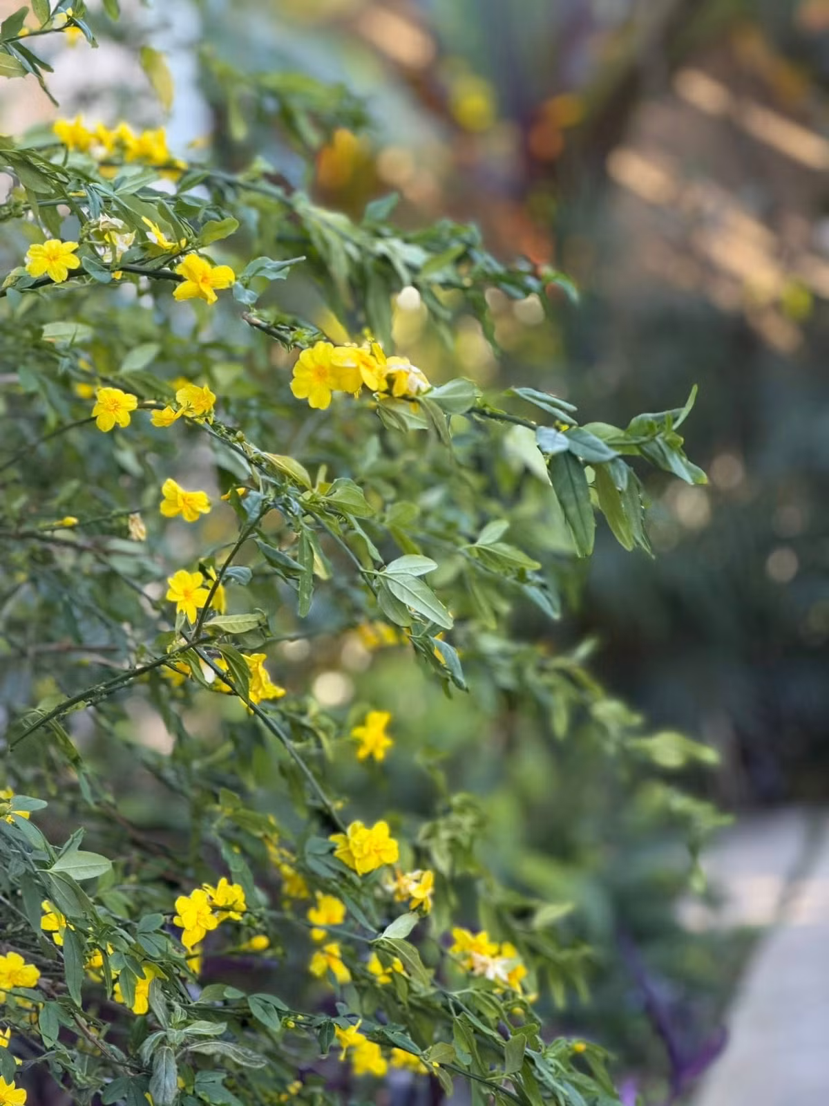 Đủ các loài hoa đua nhau khoe sắc. Ảnh: FB Kim Hien