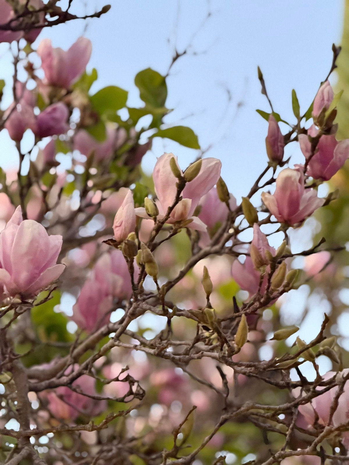 Có thể nói, khu vườn là nơi chứng kiến sự hồi sinh của Kim Hiền sau ly hôn. Ảnh: FB Kim Hien