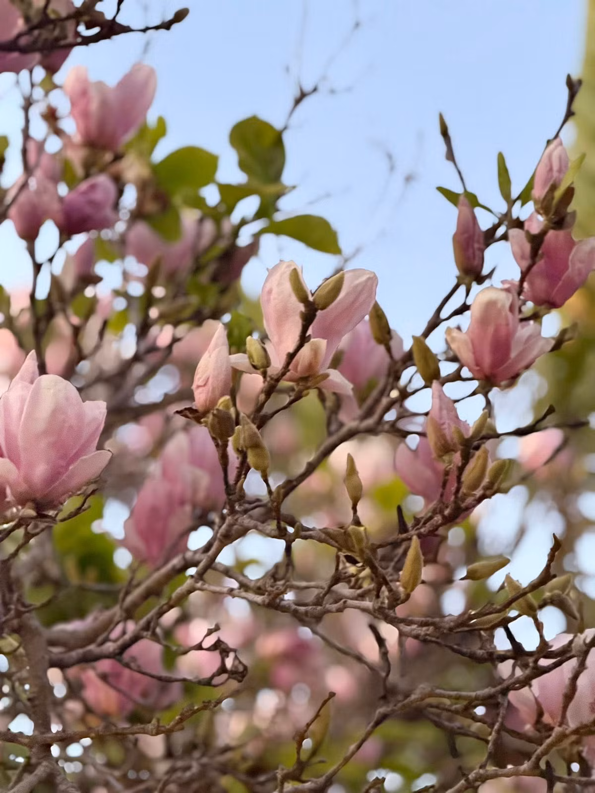 Có thể nói, khu vườn là nơi chứng kiến sự hồi sinh của Kim Hiền sau ly hôn. Ảnh: FB Kim Hien