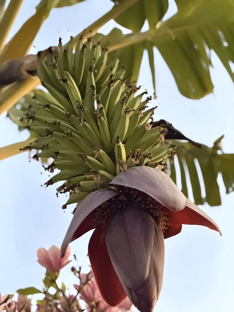 Mỗi ngày được thấy cây xanh sinh sôi, trổ hoa, kết trái...Kim Hiền bỗng thấy cuộc sống gần thiên nhiên hơn. Ảnh: FB Kim Hien