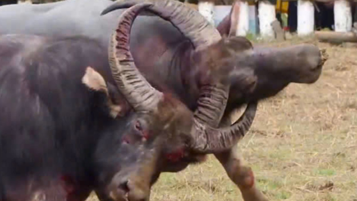 Ngày thi đầu tiên, 20 trâu chọi được tuyển chọn, chăm sóc và huấn luyện kỹ lưỡng tham gia 12 trận đấu. Ngay sau hiệu lệnh khai cuộc, các trâu chọi nhanh chóng lao vào nhau với những thế đánh mạnh mẽ, hiểm hóc. Nhiều cặp đấu vừa nhập cuộc đã tung ra những cú móc sừng từ dưới lên khiến đối phương chao đảo.