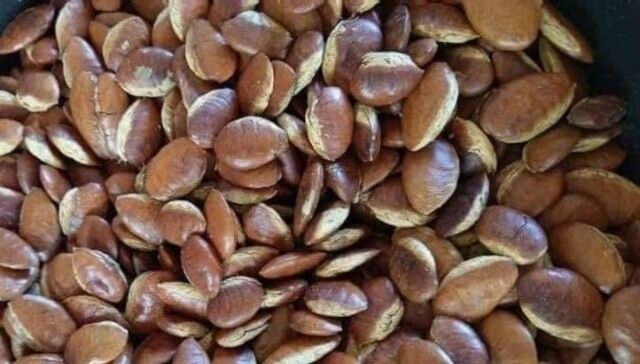 Trước đây, hạt kơ nia chỉ là thứ "cứu đói" của người dân địa phương khi đi rẫy. Nhưng nay, hạt kơ nia bán trên thị trường giá từ 80.000 - 150.000 đồng/kg, tùy loại. Ảnh: Internet