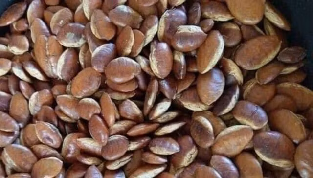 Trước đây, hạt kơ nia chỉ là thứ "cứu đói" của người dân địa phương khi đi rẫy. Nhưng nay, hạt kơ nia bán trên thị trường giá từ 80.000 - 150.000 đồng/kg, tùy loại. Ảnh: Internet