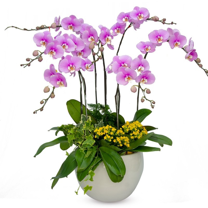 Nhiều loại hoa lan như lan hồ điệp, lan dendro thường được mua về chơi Tết. Sau khi hoa tàn, người chơi có thể giữ lại cây và trồng trong vườn hoặc treo ở nơi thoáng mát. Ảnh: Dalat Hasfarm